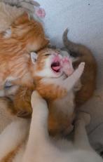 Harige oranje dingen. 30 april. Nieuw. xs., Meerdere dieren, Overige soorten