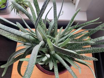 Grote pot gasteria planten vetplant 