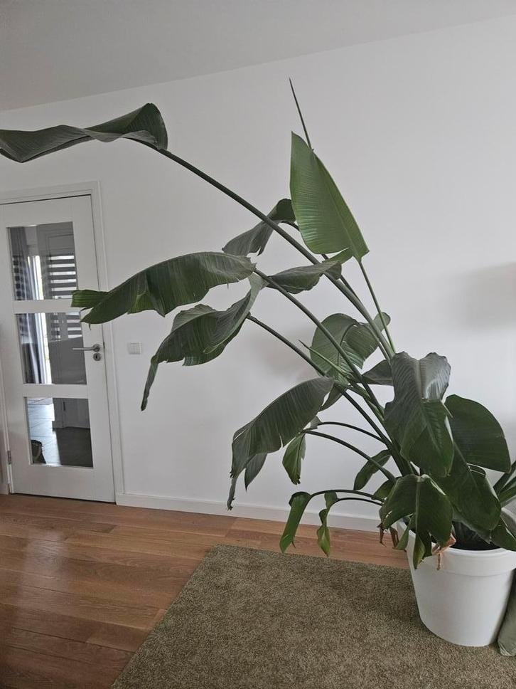 Strelitzia nicolai kamerplant, Huis en Inrichting, Kamerplanten, Overige soorten, 200 cm of meer, Groene kamerplant, Halfschaduw