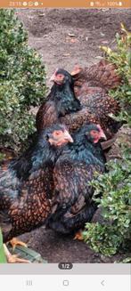 6 Barnevelder Kippen + Haan, Dieren en Toebehoren, Pluimvee, Meerdere dieren, Kip