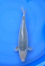 Ooya Asagi | Koikarpers  | Tosai vissen, Dieren en Toebehoren, Vissen | Vijvervissen, Karper of Koi