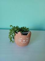 Erwtenplant, string of pearls, senecio rowleyanus, Huis en Inrichting, Kamerplanten, Ophalen, Overige soorten, Minder dan 100 cm