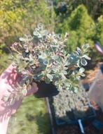 Sedum spurium tricolor, Ophalen, Zomer, Bodembedekkers, Volle zon