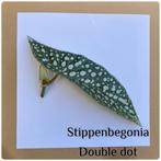 18. stippenbegonia double dot €1,75, Huis en Inrichting, Kamerplanten, Ophalen of Verzenden, Overige soorten, Minder dan 100 cm