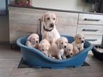 Labrador pup te koop., Dieren en Toebehoren, Honden | Retrievers, Spaniëls en Waterhonden, 8 tot 15 weken, Teef, Labrador retriever