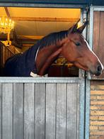 5 jarige drachtig van Secret USB, Dieren en Toebehoren, Paarden, Merrie, Dressuurpaard, 3 tot 6 jaar