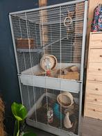 8 ratten (ook rexvacht) plus kooi met extra's, Dieren en Toebehoren, Knaagdieren, Rat, Maart, Meerdere dieren, Tam