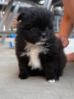 Mini pomeriaan bearface pup puppy teefje 10 weken oud, België, Particulier, 8 tot 15 weken, Teef