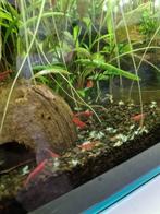 Vuurgarnalen red cherry shrimp aquarium garnalen