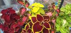 Coleus, Ophalen of Verzenden, Zomer, Volle zon