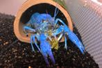 Blauwe Floridakreeft / Procambarus Alleni, Zoetwatervis, Kreeft, Krab of Garnaal