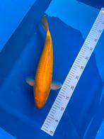 Karashigoi, Karper of Koi