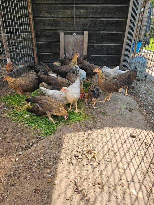 Prachtige patrijs en isabelpatrijs leghorn hennen!, Dieren en Toebehoren, Pluimvee, Kip, Vrouwelijk