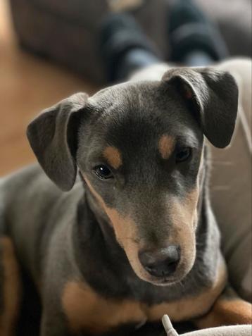 Jack Russel Dekreu blue  an tan  beschikbaar voor biedingen