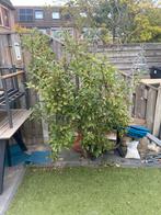 Appelboom Elstar - 1.80m hoog, Overige soorten, Lente, 100 tot 250 cm, Ophalen