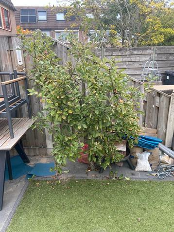 Appelboom Elstar - 1.80m hoog beschikbaar voor biedingen