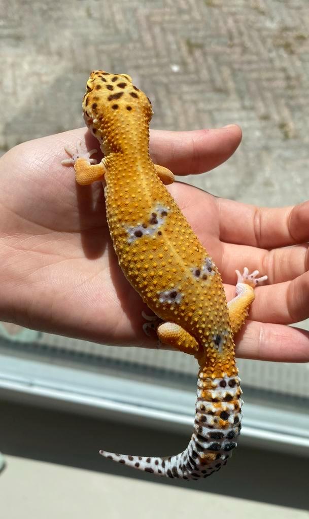 Tangerine luipaard gekko 0.1, Dieren en Toebehoren, Reptielen en Amfibieën, Hagedis, 3 tot 6 jaar