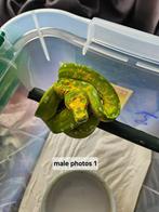 Morelia viridis biak juvénile, Dieren en Toebehoren, Reptielen en Amfibieën, Slang, 0 tot 2 jaar