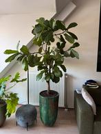 Ficus lyrata hoogte 220CM, Huis en Inrichting, Ophalen, Ficus, 200 cm of meer