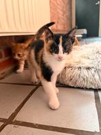 Kittens, 4 katers 1 poes beschikbaar, Dieren en Toebehoren, Katten en Kittens | Overige Katten, Kater