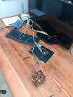 Nepenthes albomarginata, Huis en Inrichting, Kamerplanten, Overige soorten, Minder dan 100 cm, Bloeiende kamerplant, Halfschaduw