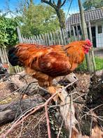 Brahma hanen, Dieren en Toebehoren, Pluimvee, Mannelijk, Kip