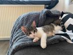 Kitten, Meisje 5 Maanden, Dieren en Toebehoren, Katten en Kittens | Overige Katten, Poes