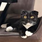 Superlieve kater kruising 11 maanden oud, Dieren en Toebehoren, Katten en Kittens | Raskatten | Korthaar, Kater, 0 tot 2 jaar