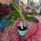 Bananenplant groot, Ophalen, 100 tot 150 cm, Fruitplant, In pot