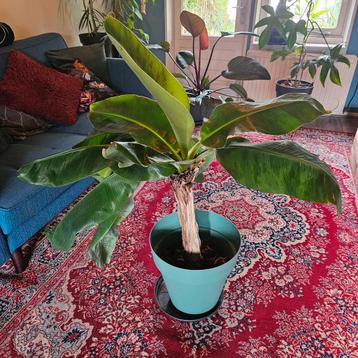 Bananenplant groot beschikbaar voor biedingen