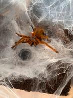 Pterinochilus murinus obt, Overige soorten, Met terrarium, 0 tot 2 jaar