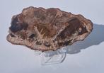 Versteend hout plak, Ophalen of Verzenden, Mineraal