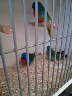 Tekoop 2 splendits mannen, Mannelijk, Parkiet, Geringd
