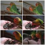 Baby dwerg papagaai  tam, Vrouwelijk, Papegaai, Tam