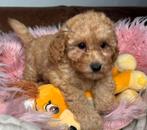 Maltipoo teefjes 1250 reutjes 1000 geteste ouders, Nederland, Overige rassen, 8 tot 15 weken, Teef