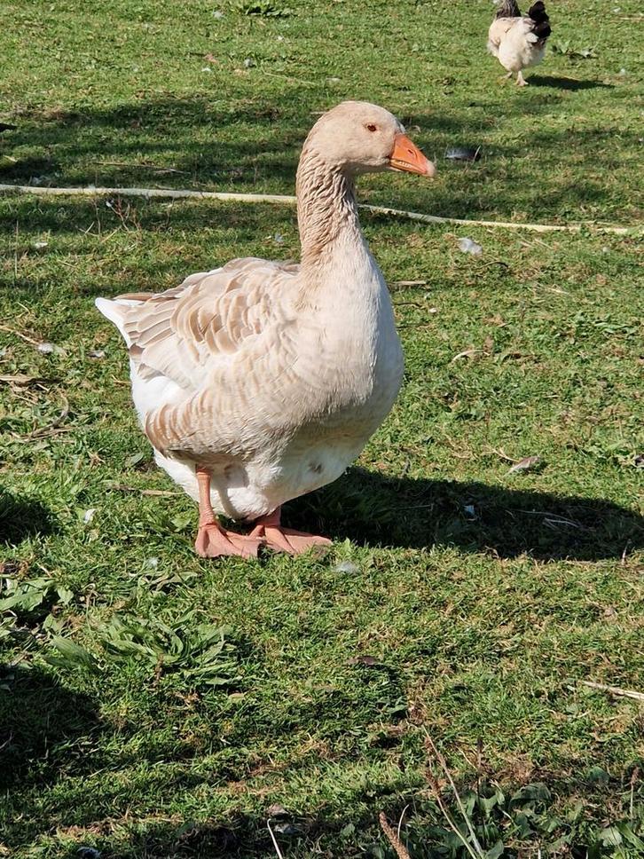 2 Amerikaanse buff ganzen mei 2025, Dieren en Toebehoren, Pluimvee, Gans of Zwaan, Meerdere dieren