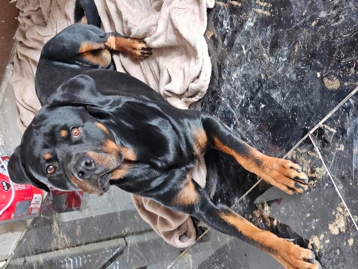 Lieve jonge Rottweiler van 20 maanden, Dieren en Toebehoren, Honden | Bulldogs, Pinschers en Molossers, Reu, Rottweiler, Particulier