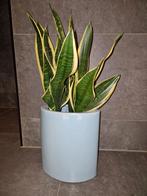 Sanseveria in pot, Huis en Inrichting, Kamerplanten, Ophalen of Verzenden, In pot, Halfschaduw, Minder dan 100 cm