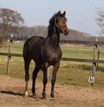 Prachtige 2 jarige merrie, Dieren en Toebehoren, Paarden, Merrie, Dressuurpaard, 0 tot 2 jaar, 160 tot 165 cm