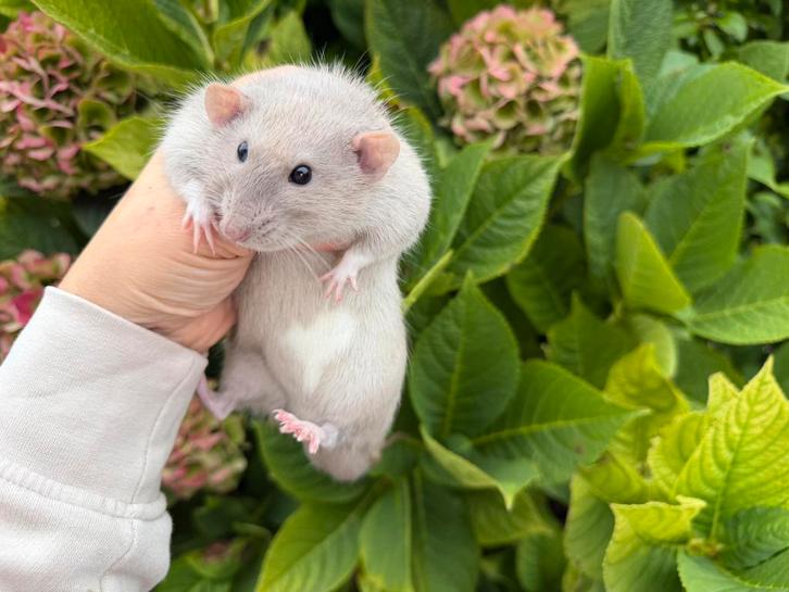 Tamme ratjes te koop; burmees, Siamees en Russisch blauw, Dieren en Toebehoren, Knaagdieren, Mannelijk, Rat, Mei, Tam