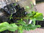 Banenboom, Overige soorten, Minder dan 100 cm, Zomer, Ophalen