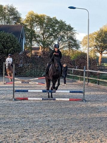Verzorgpony gezocht DEVENTER OMSTREEK! beschikbaar voor biedingen