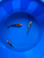 3 koi’s, Dieren en Toebehoren, Vissen | Vijvervissen, Karper of Koi