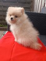 Mini Pomeriaan bierfeest, Dieren en Toebehoren, Honden | Chihuahua's en Gezelschapshonden, 15 weken tot 1 jaar, Overige rassen