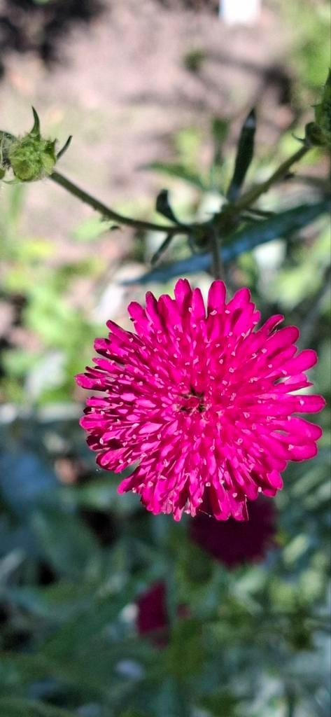 Beemdkroon Macedonica, Tuin en Terras, Bloembollen en Zaden, Zaad, Voorjaar, Volle zon, Ophalen of Verzenden