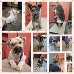 Trimsalon Foofur de trimsalon voor omgeving Uden, Zeeland,, Ophalen, Trimsalon Foofur, Kreitsberg 4, 5411RH Zeeland, Nieuw