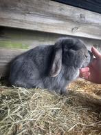 Minilop voedster met stamboom, Vrouwelijk, Dwerg, Hangoor, 0 tot 2 jaar