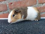 Jong cavia zeugje, Dieren en Toebehoren, Knaagdieren, Juni, Vrouwelijk, Cavia