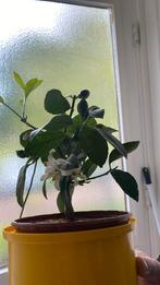 Citroën Leman planten, Ophalen, Overige soorten, Minder dan 100 cm