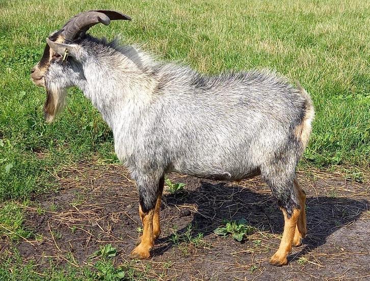 Dwerggeit bok blauwschimmel met tan CAE en CL-vrij, Dieren en Toebehoren, Schapen, Geiten en Varkens, Geit, Mannelijk, 0 tot 2 jaar